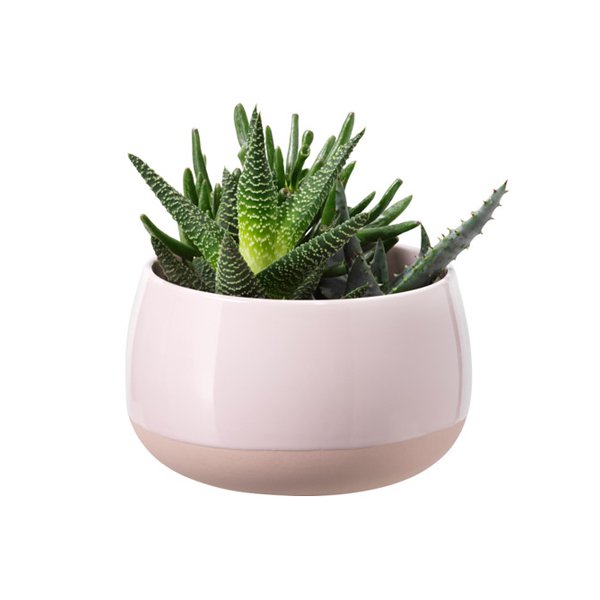 Ikea Succulent Plants Quisque aliquam magna s...