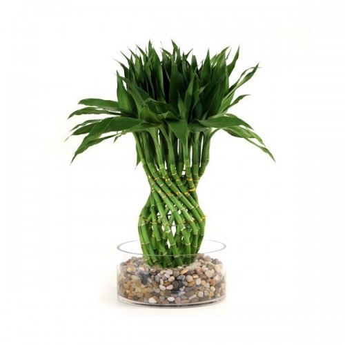 Lucky Bamboo Modern Braided Tower