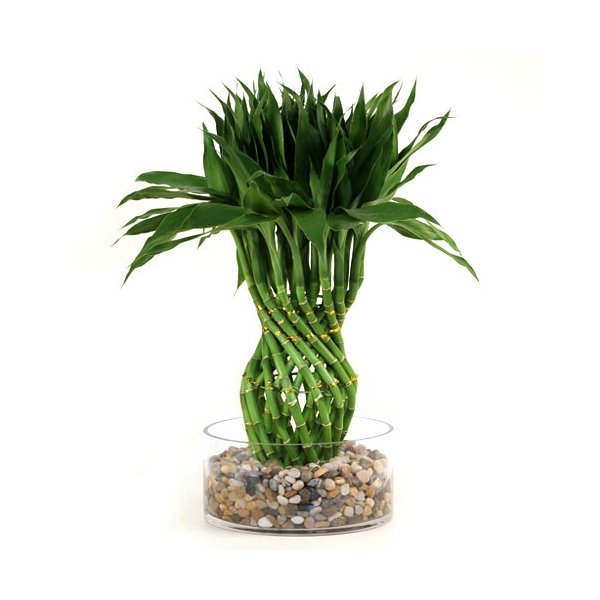 Lucky Bamboo Modern Braided Tower